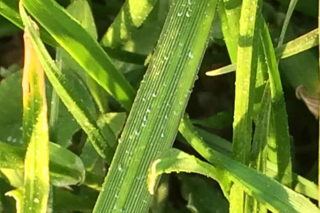 Foliar Application