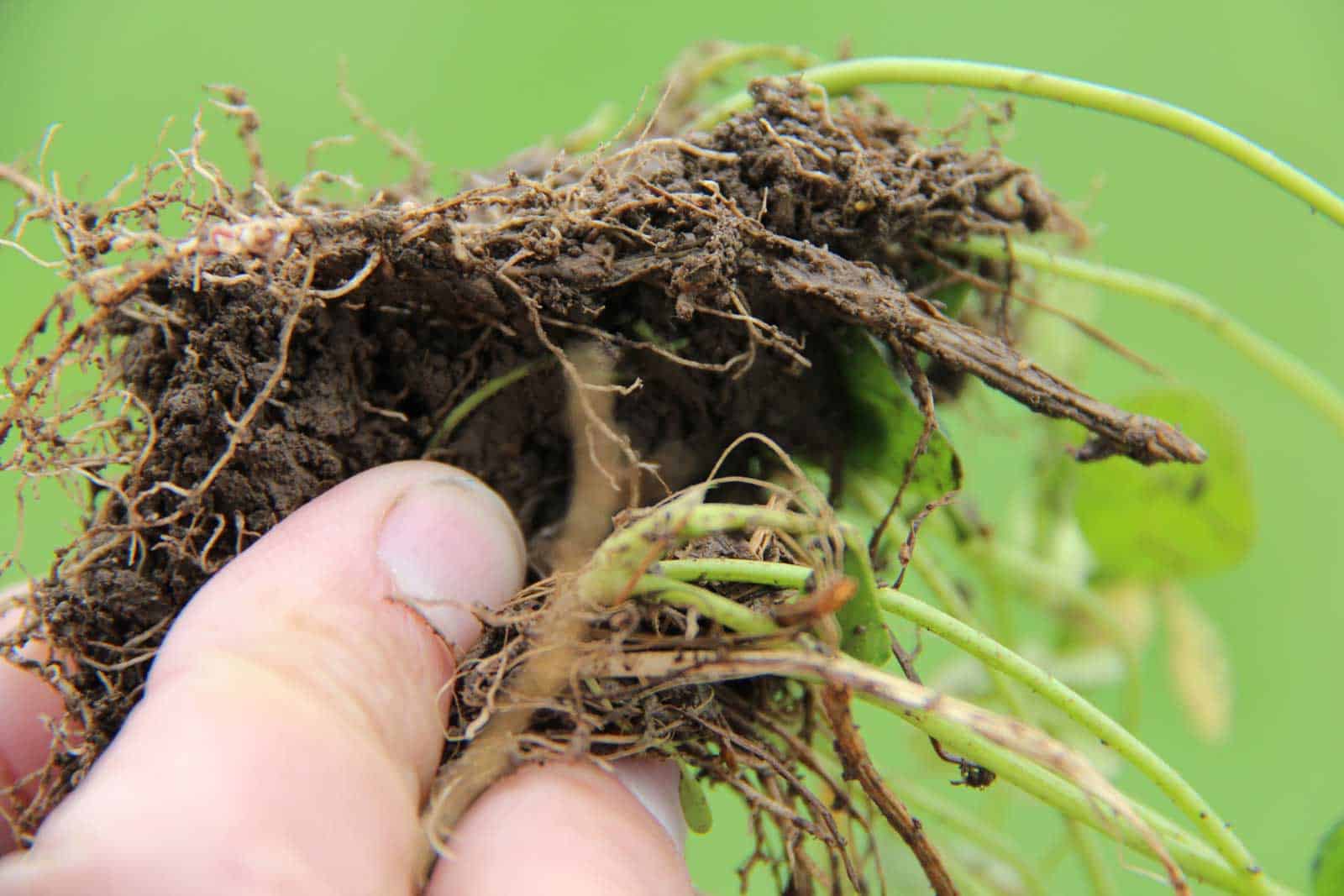 Close up image of hand holding healthy soil